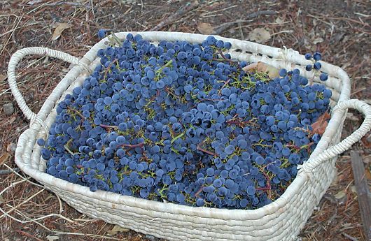 basket of mixed cabernet savignon and merlot grapes