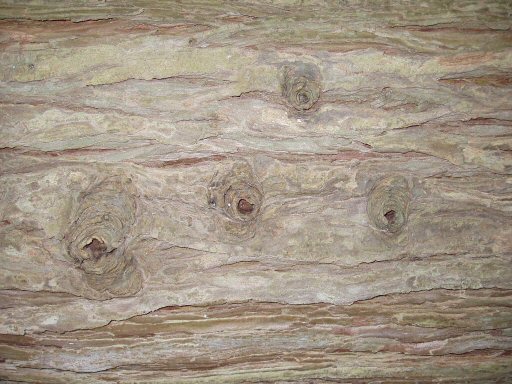 knotted wood bark in tilden park