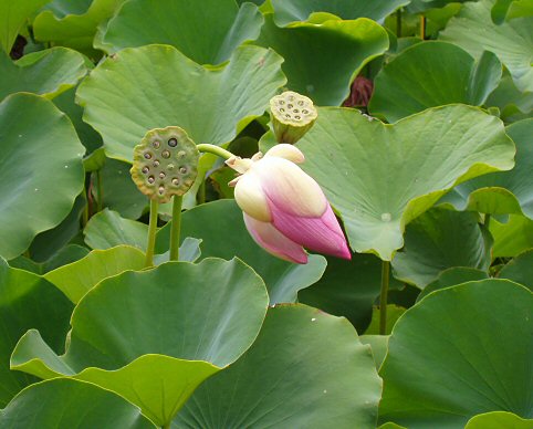lotus blossom about to open in a sea of green leaves.