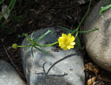 California Buttercup (Ranunculus Californicus)