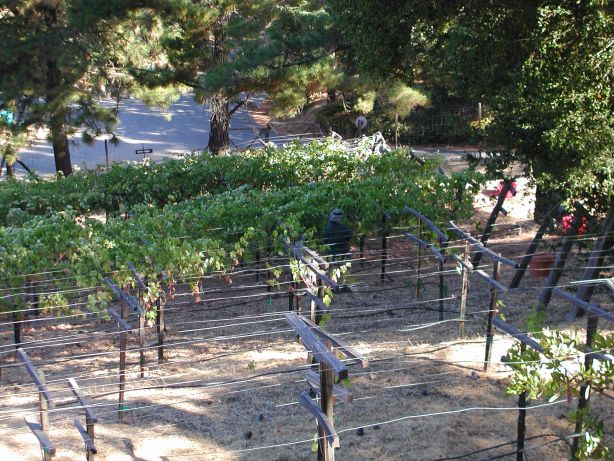 grape vinyard of merlo and cabernet savignon in Saratoga, California