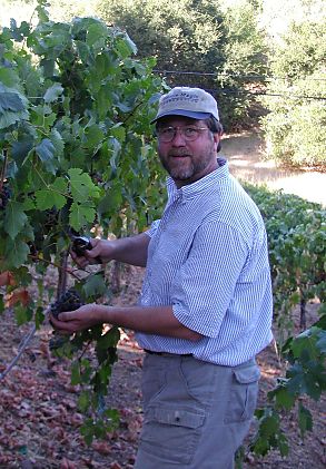 man cutting grapes off the vine in Saratoga, California