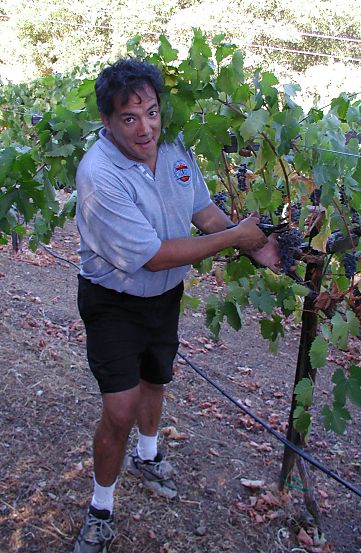 owner of the vineyard clipping off a bunch of grapes
