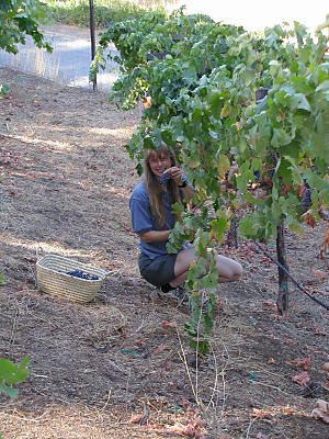 woman under a row of grape vines with shears and a basket