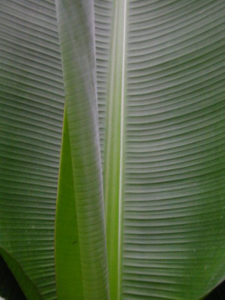 Inside closeup of a tropical plant, artsy. Reminicent of Geogia O'Keefe