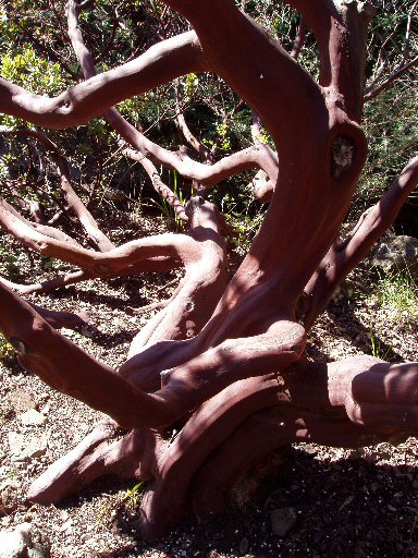 gnarled manzanita tree trunk in tilden park