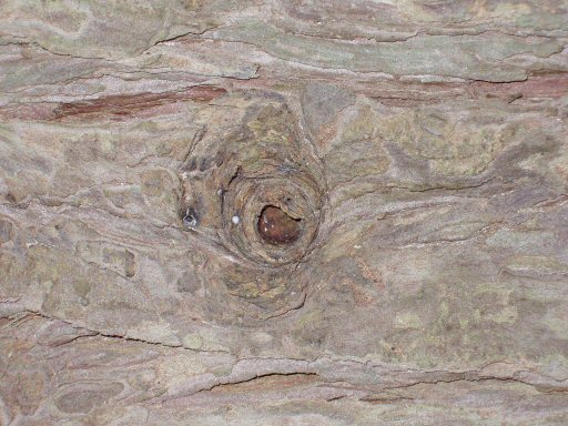close up view of a knot in wood bark