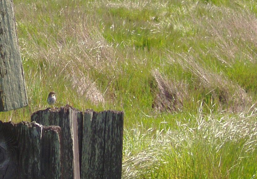 bird sitting on post in grassy field