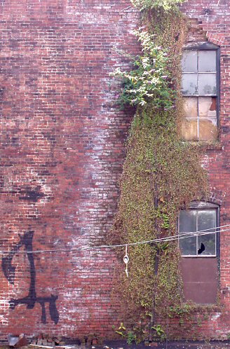 brick wall with two old windows and a cascade of ivy