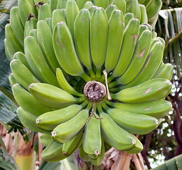 a bunch of green bananas on the tree, viewed end on to show the symetry.