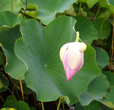 lotus blossom about to open in a sea of green leaves
