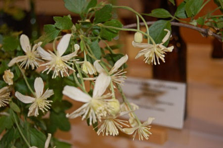 Clematis lasianta, Chaparral Virgin's Bower, Ranunculaceae