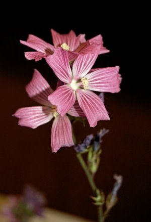 Sidalcea malviflora, Checker Mallow, Wild Hollyhock