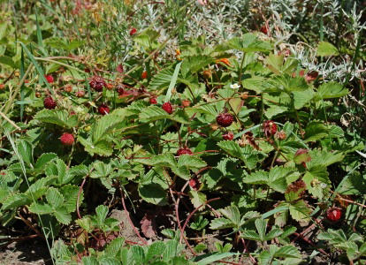 strawberry (Fragaria)