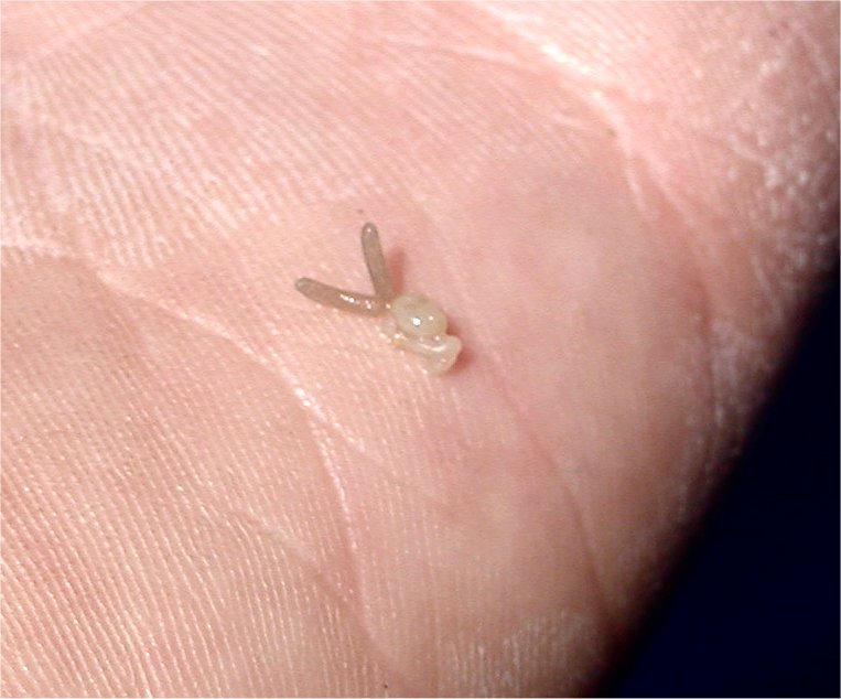 trout parasite shown on palm pale grey translucent