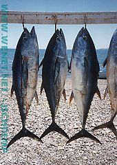3 fish, tuna, hanging on a line